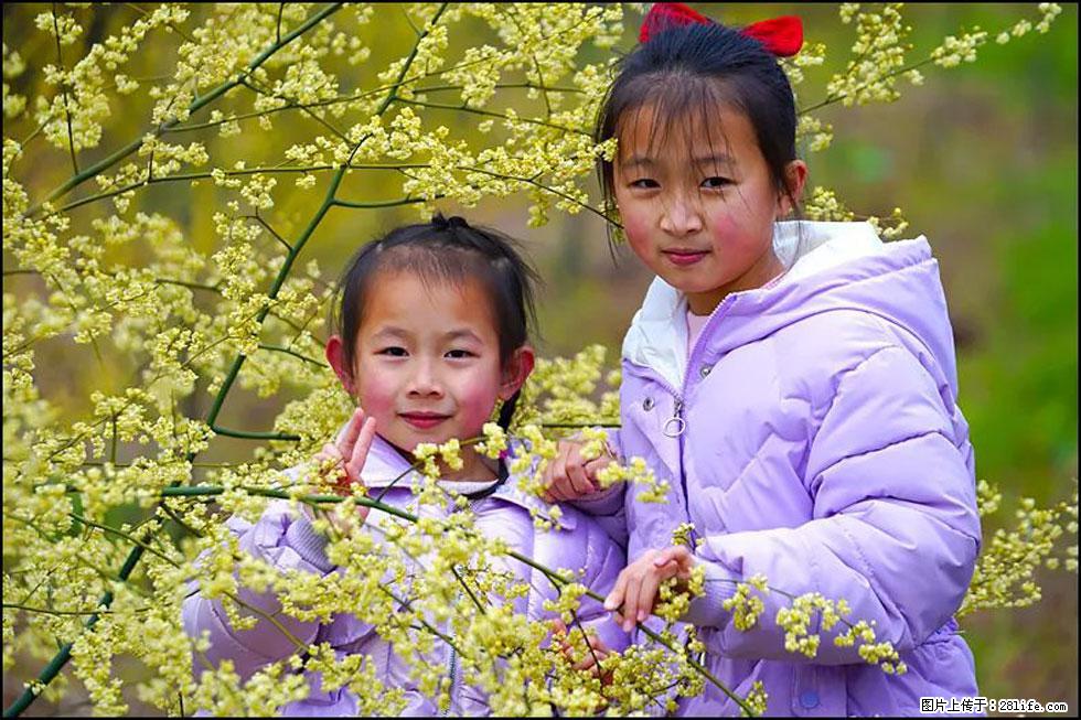 【春天，广西桂林灌阳县向您发出邀请！】米珠山前有片山苍子花在飘香 - 游山玩水 - 宁德生活社区 - 宁德28生活网 nd.28life.com