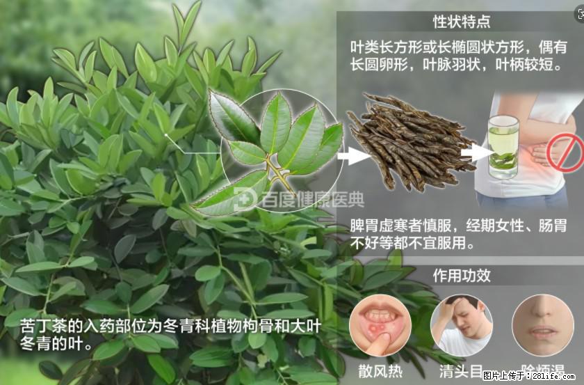 苦丁茶有哪些功效和作用 - 生活百科 - 宁德生活社区 - 宁德28生活网 nd.28life.com