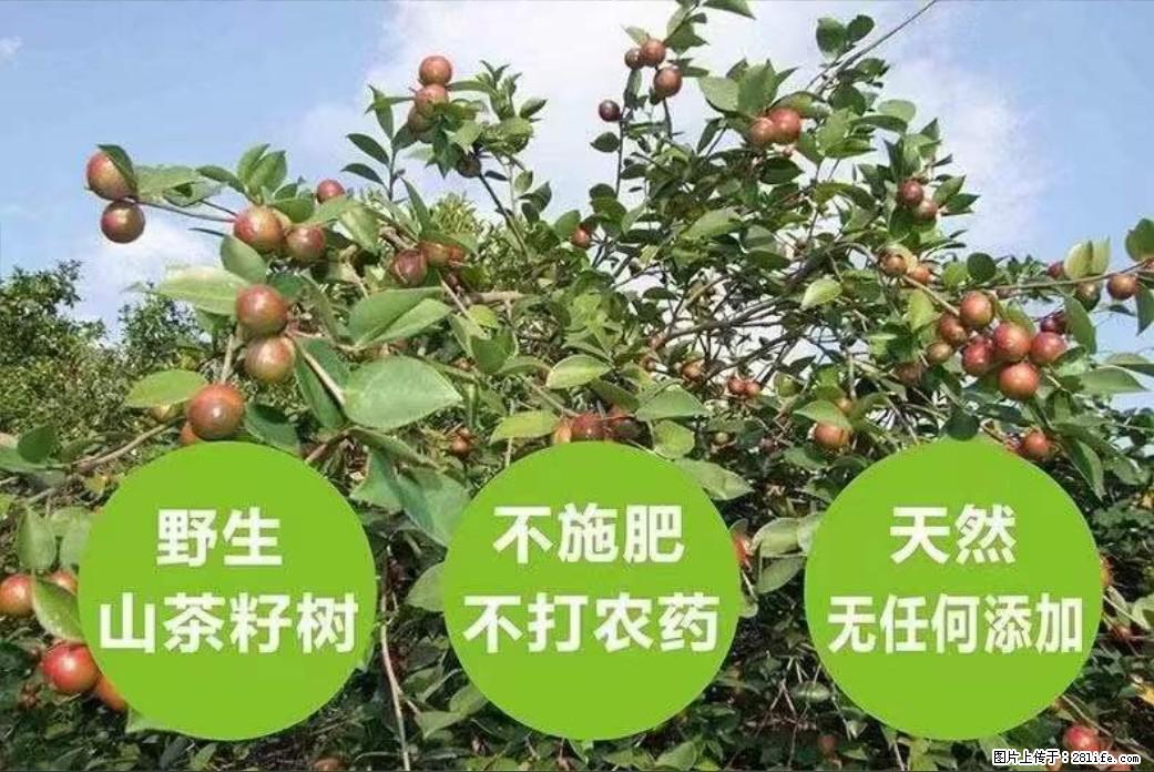 【灌阳县油茶产业示范区】一个有着充实的精神生活的人,对待身外之物自会有一种淡泊的态度 - 土特产 - 饮食特产 - 宁德分类信息 - 宁德28生活网 nd.28life.com