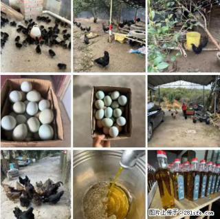 油茶园从小鸡仔开始养起的纯土鸡、土鸡蛋可以预定啦!还有前几天刚榨的纯山茶油哦 - 宁德28生活网 nd.28life.com