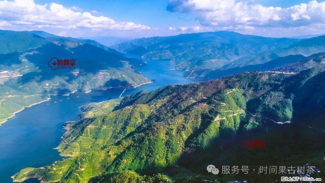 时间果百年古树龙珠普洱生茶 - 购物交流 - 宁德生活社区 - 宁德28生活网 nd.28life.com