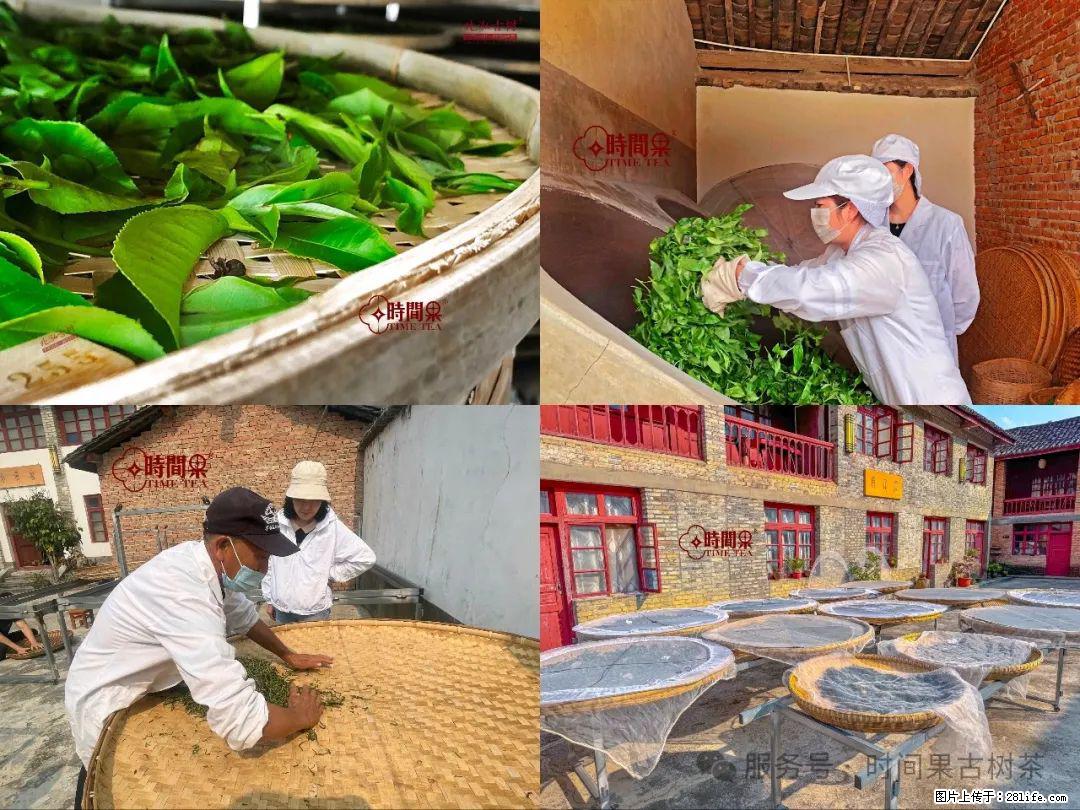时间果百年古树龙珠普洱生茶 - 购物交流 - 宁德生活社区 - 宁德28生活网 nd.28life.com