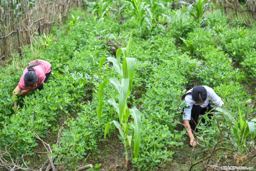 全网追的“扁担女孩”,找了一份暑假工,时薪12元 - 宁德生活资讯 - 宁德28生活网 nd.28life.com