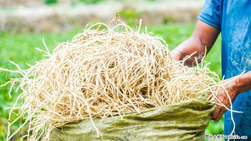 堪称“最难吃”的蔬菜，却是 “抗辐射神器”，还能护肺、清热、止咳化痰！ - 宁德生活资讯 - 宁德28生活网 nd.28life.com