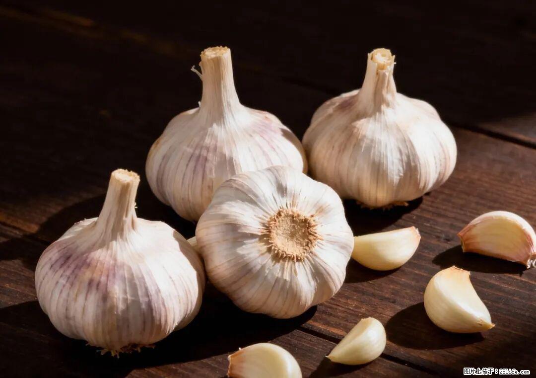 关于大蒜，除了“天然抗生素”，这4个谣言更该警惕! - 宁德生活资讯 - 宁德28生活网 nd.28life.com