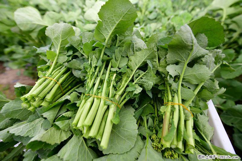 这些蔬菜是“天然钙片”，这6种被医生重点推荐 - 宁德生活资讯 - 宁德28生活网 nd.28life.com